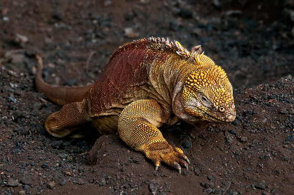 Land Iguana