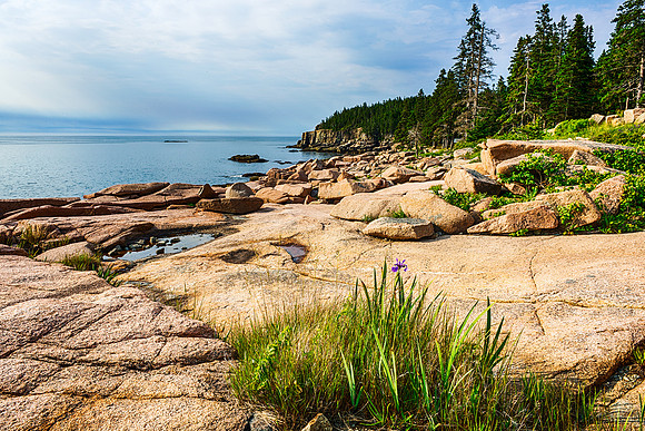 Iris along Acadia National Park Coast at Sunrise 2
