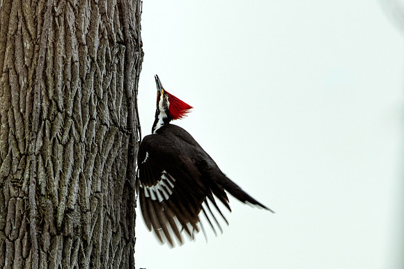 Pileated Woodpecker