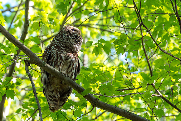 Barred Owl