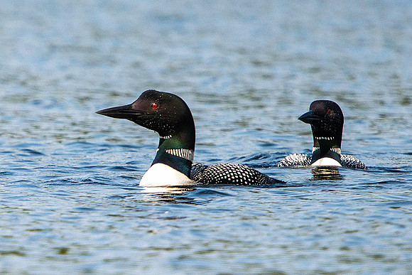 Loons on Long Lake