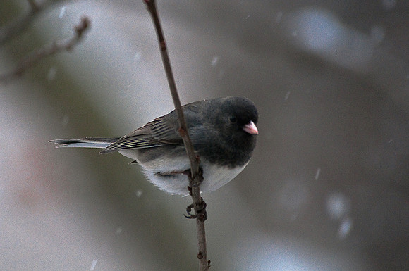 Dark-eyed Junco