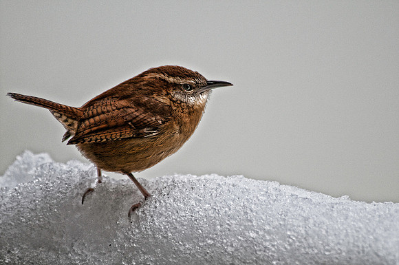 Carolina Wren