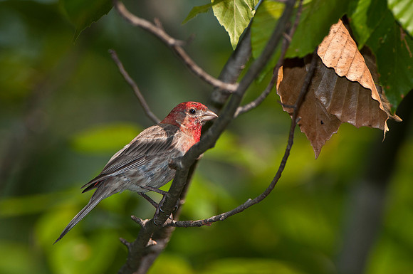 House Finch