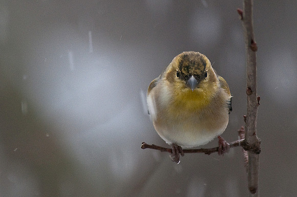 American Goldfinch in Snow