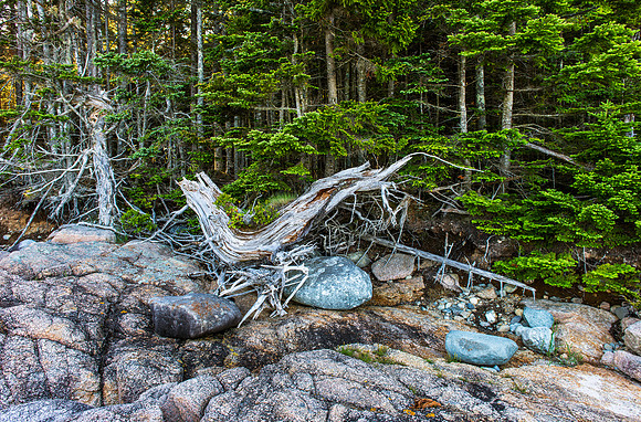 Driftwood and Rocks at Goose Cove on Deer Isle