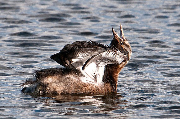 Least Grebe Stretching