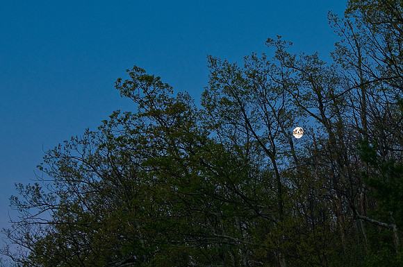 Moon Early AM in Shenandoah Mountains