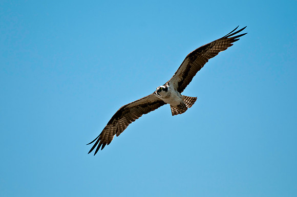 Osprey Returning to Her Next