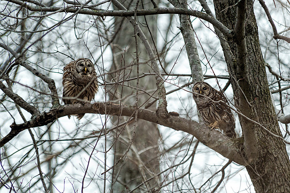 Male and Female Barred Owls