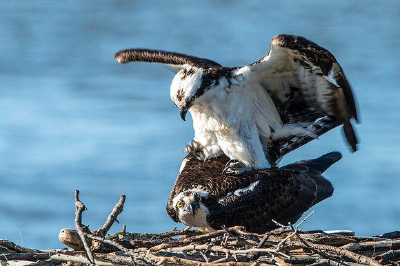Osprey Mating