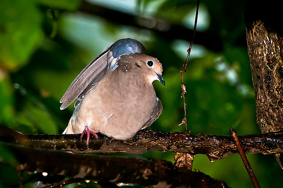 Wet Dove in a Light Rain