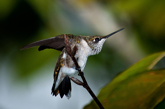 Hummingbird Stretching