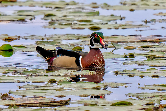 IMG_2435