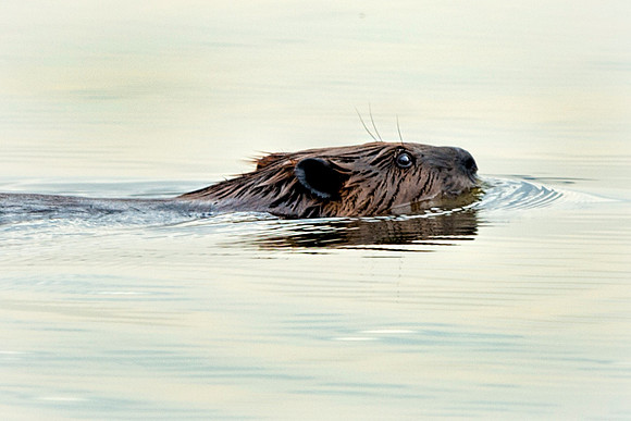 Beaver at LSP