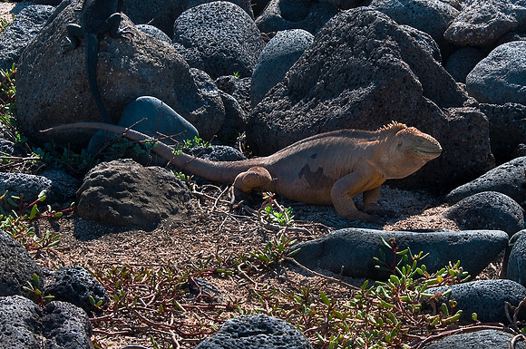 Land Iguana