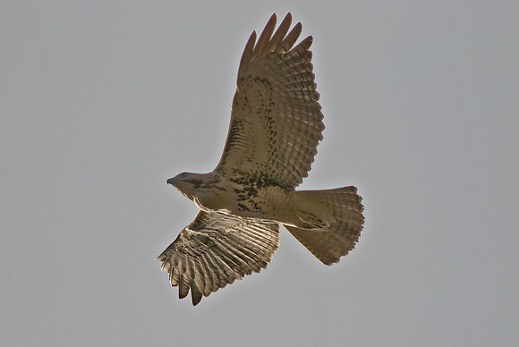 Red Shoulder Hawk