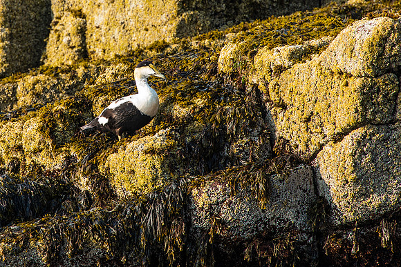 Eider Duck