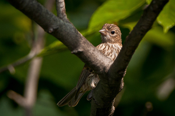 Female House Finch