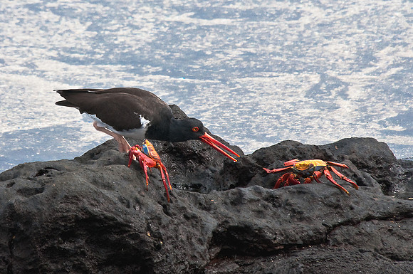 Oyster Catcher Looking Sally Lightfoot Crab Dinner