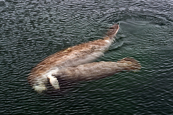 Young Manatee Nursing at Wakulla Spring 3