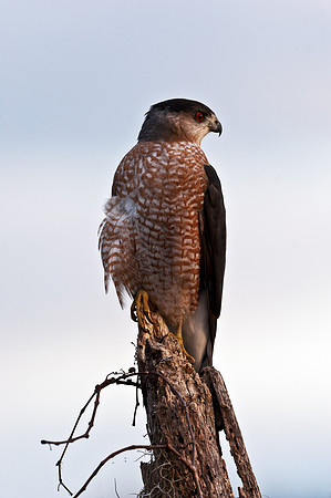 Sharp Shinned Hawk