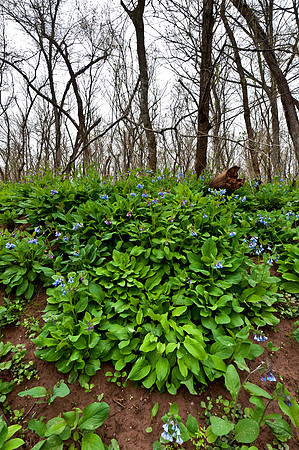 Virginia Bluebells at Merrimac Farm Wildlife Management Area, VA