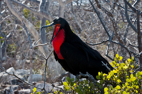 Magnificant Frigatebird