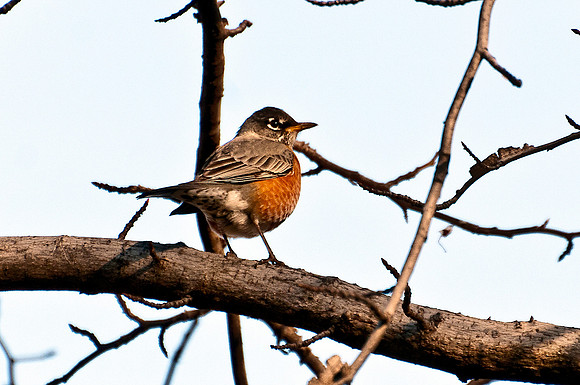 Robin
