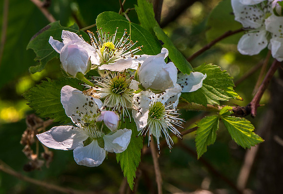 American Plum Flowers