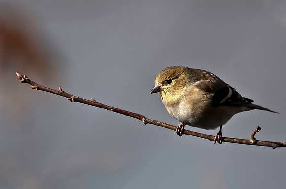 American Goldfinch