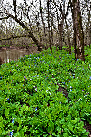 Virginia Bluebells at Merrimac Farm Wildlife Management Area, VA