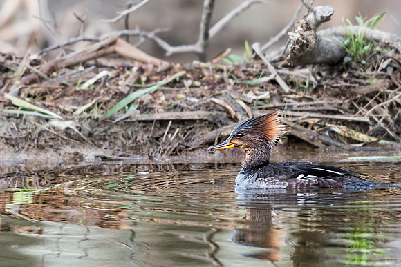 Hen Merganser