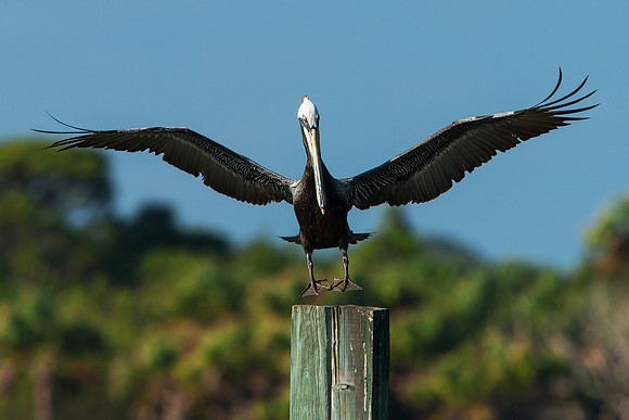 Pelican about to Land on Bridge Piling