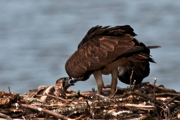 Feeding Time