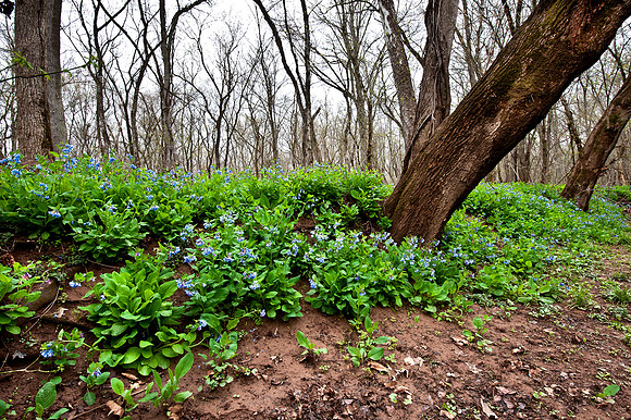 Virginia Bluebells at Merrimac Farm Wildlife Management Area, VA