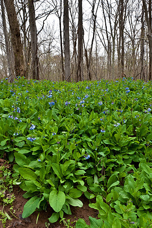 Virginia Bluebells at Merrimac Farm Wildlife Management Area, VA