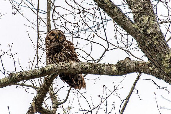 Barred Owl