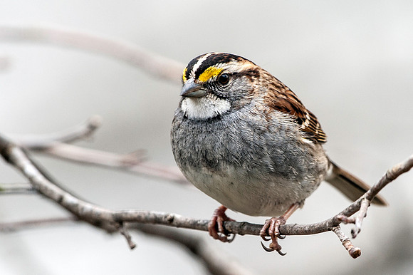 White-throatded Sparrow