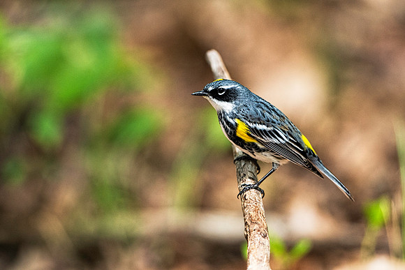 Yellow-rumped Warbler