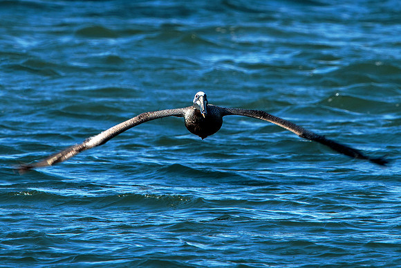 Pelican in Flight