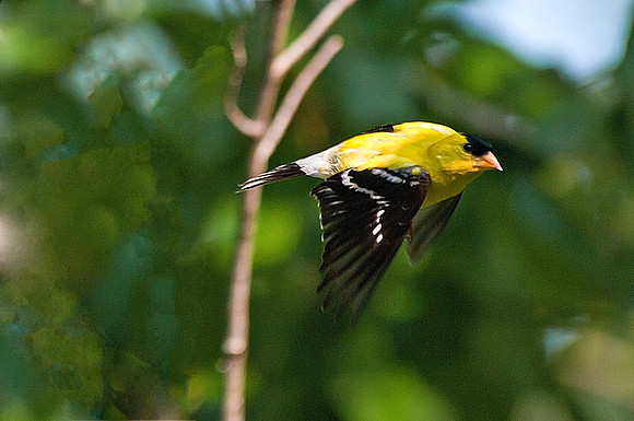 American Goldfinch