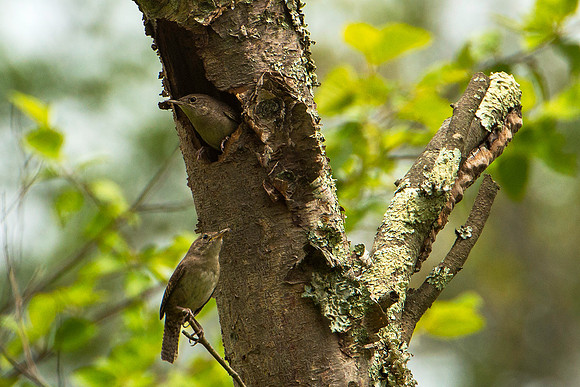House Wrens in and by their Nest