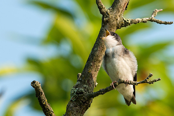 Tree Swallow Fledgling Wanting to Be Fed