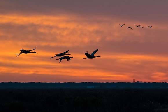 Cranes on the Prairie at Sunset