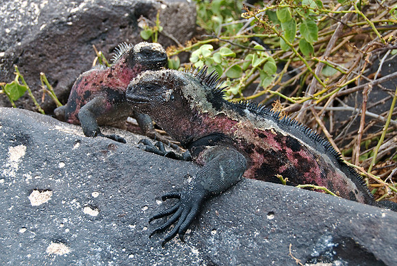 Marine Iguanas