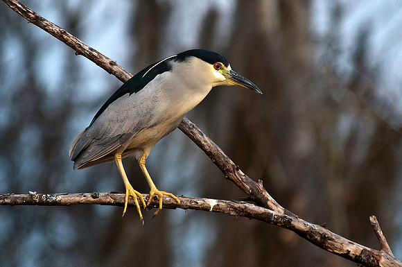Black Crowned Night Heron on Lake Wauburg