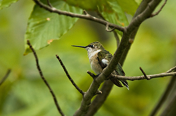 Ruby-Throated Hummingbird