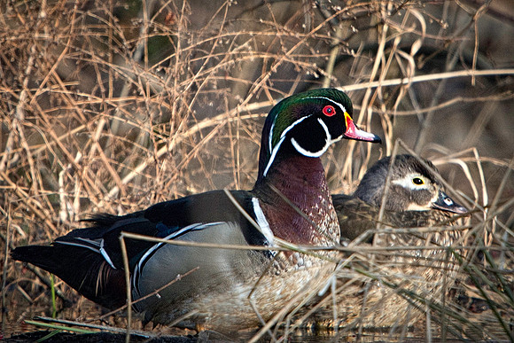 Drake and Hen Wood Ducks