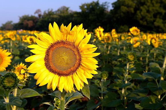 Sunflower Up Close and Personal